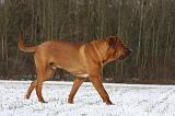 TOSA INU 327